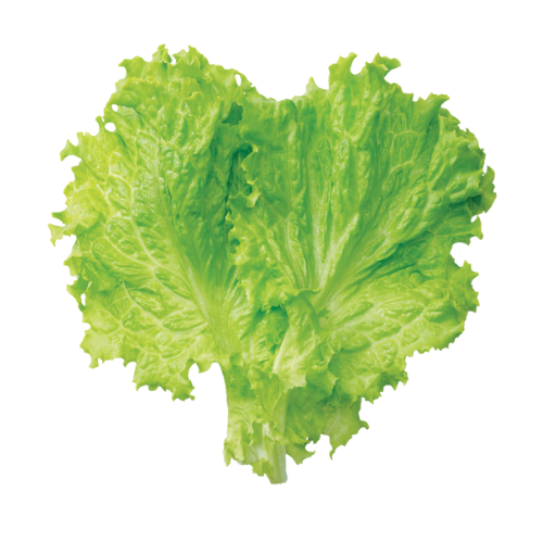 Lettuce